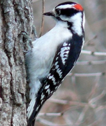 image of Great Spotted Woodpecker in Tree